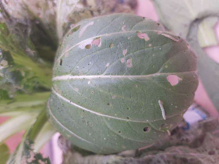 Caterpillar-scaled Ecolibrium Biologicals Ltd